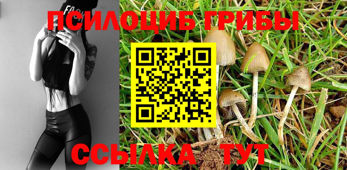 Псилоцибиновые грибы Psilocybe  как найти закладки  Северск  Вход с VPN 
